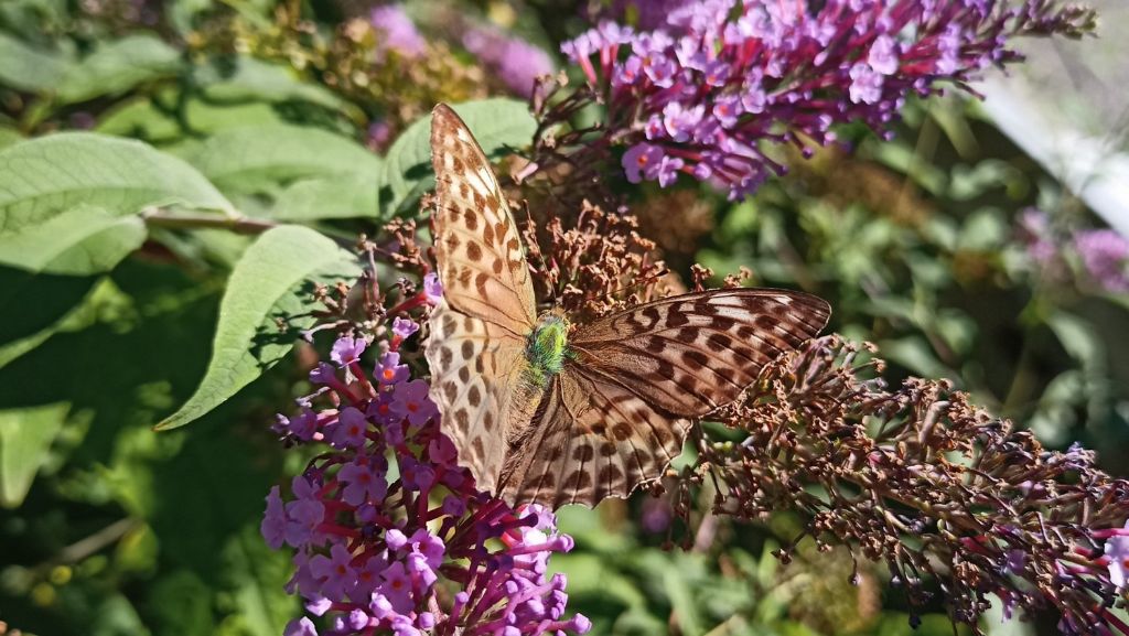 Argynnis paphia ?  S, femmina forma valesina